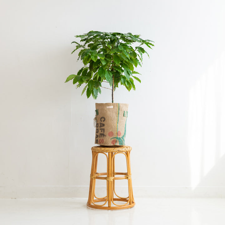 Breathing Plant Basket 30L